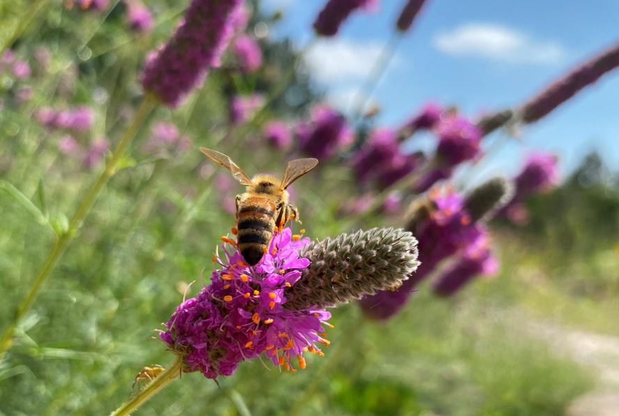 a clover bee alighting on a purple prairie flower