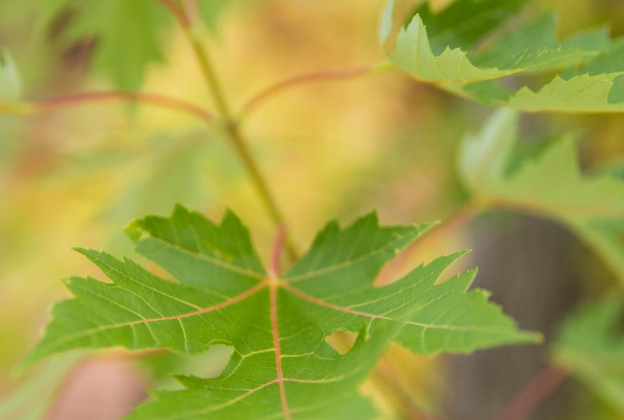 Closeup of a maple tree with green leaves.