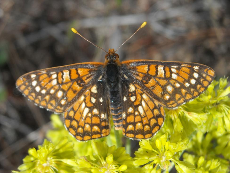Variable Checkerspot feeding from Sulfur Flower blooms