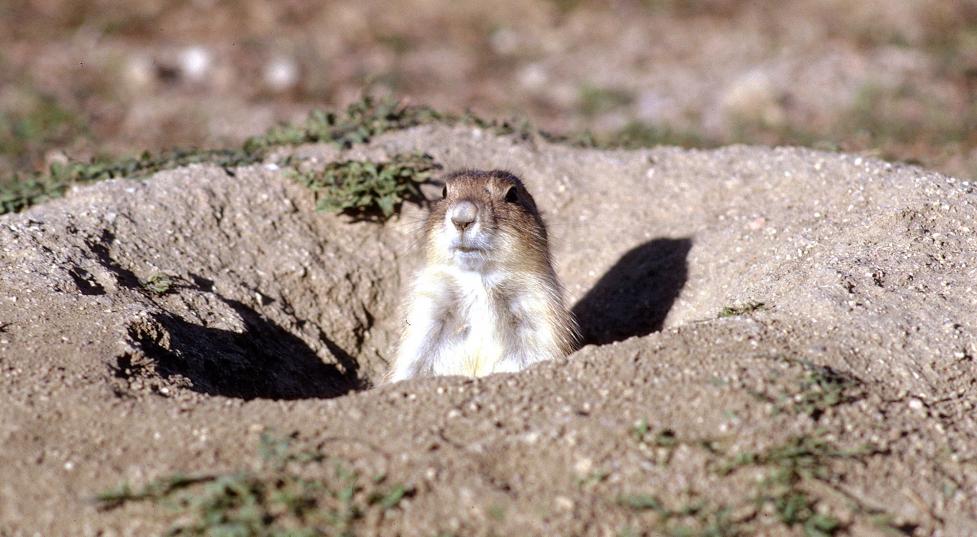 Prairie dog in burrow mound
