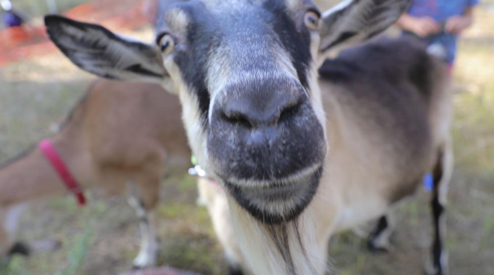 Goats eat weeds at Harlow Platts Community Park