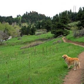 Dog on Sunshine Canyon Trail