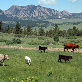Cows grazing at Marshall Mesa