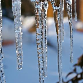 Icicles in the winter